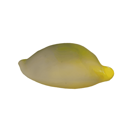 天然海螺（黄）