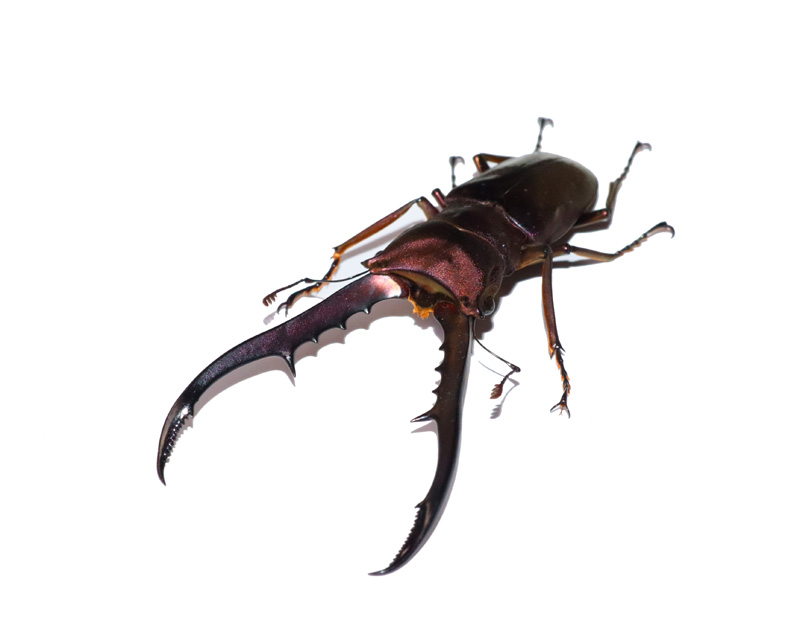 CMS美他力佛细身赤锹