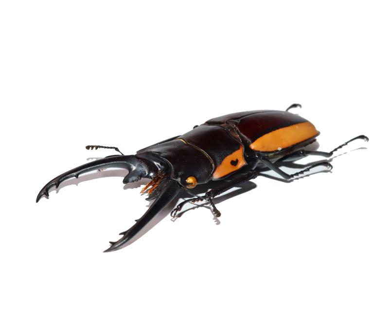 史蒂芬斯鬼艳锹科拉卡亚种