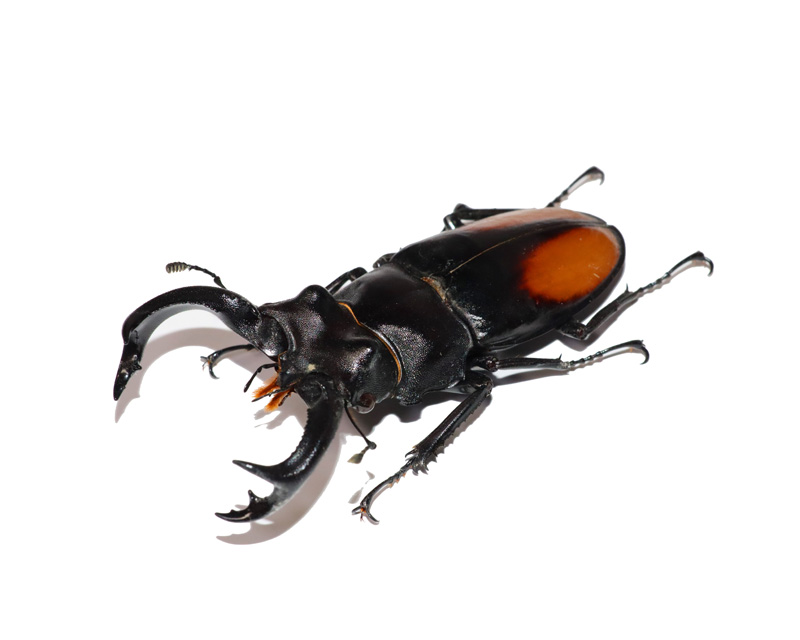 基什内尔叉角锹