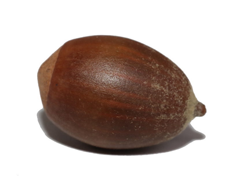 橡果