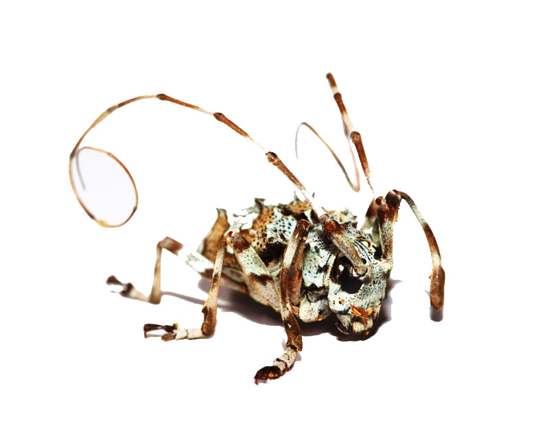 爪哇木棉棘胸天牛