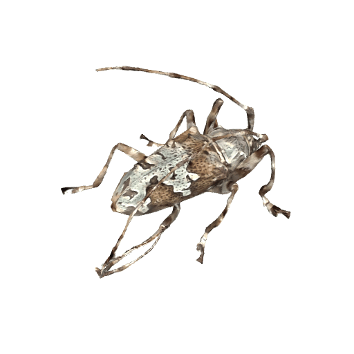 爪哇木棉棘胸天牛