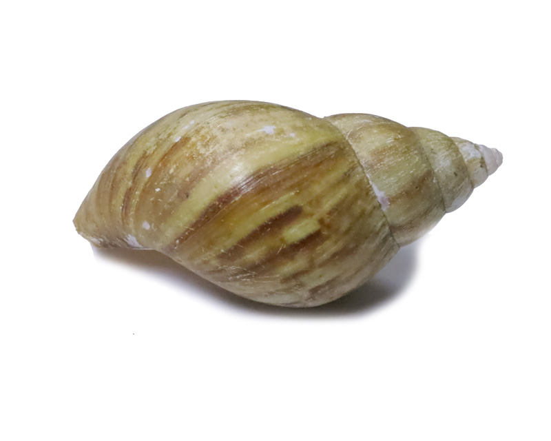 非洲大蜗牛