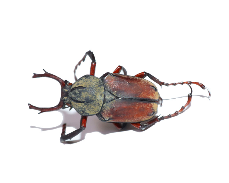 黄粉鹿角花金龟