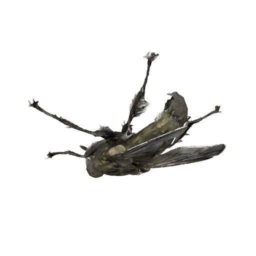 大头苍蝇-四肢展开