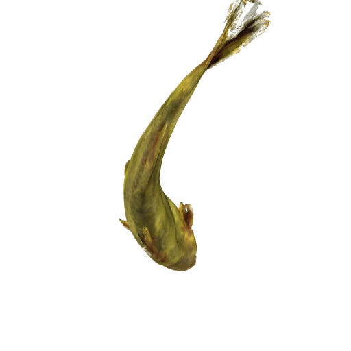 黄骨鱼（黄辣丁）