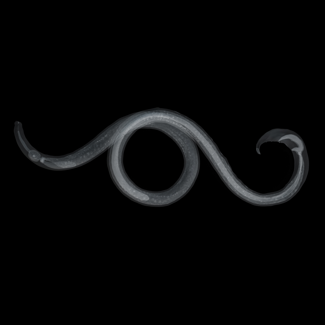 松材线虫（male）